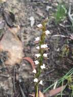 Imagem de Prasophyllum brevilabre (Lindl.) Hook. fil.