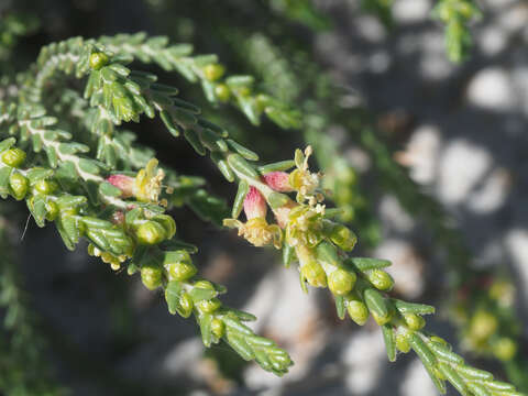 Image of Passerina ericoides L.