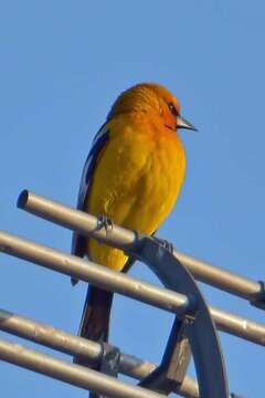 Image de Oriole à dos rayé