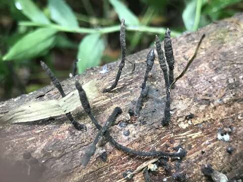 Image of Xylaria apiculata Cooke 1879