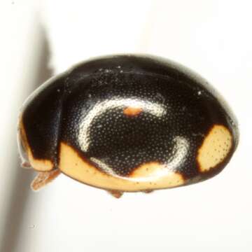 Image of Ladybird beetle