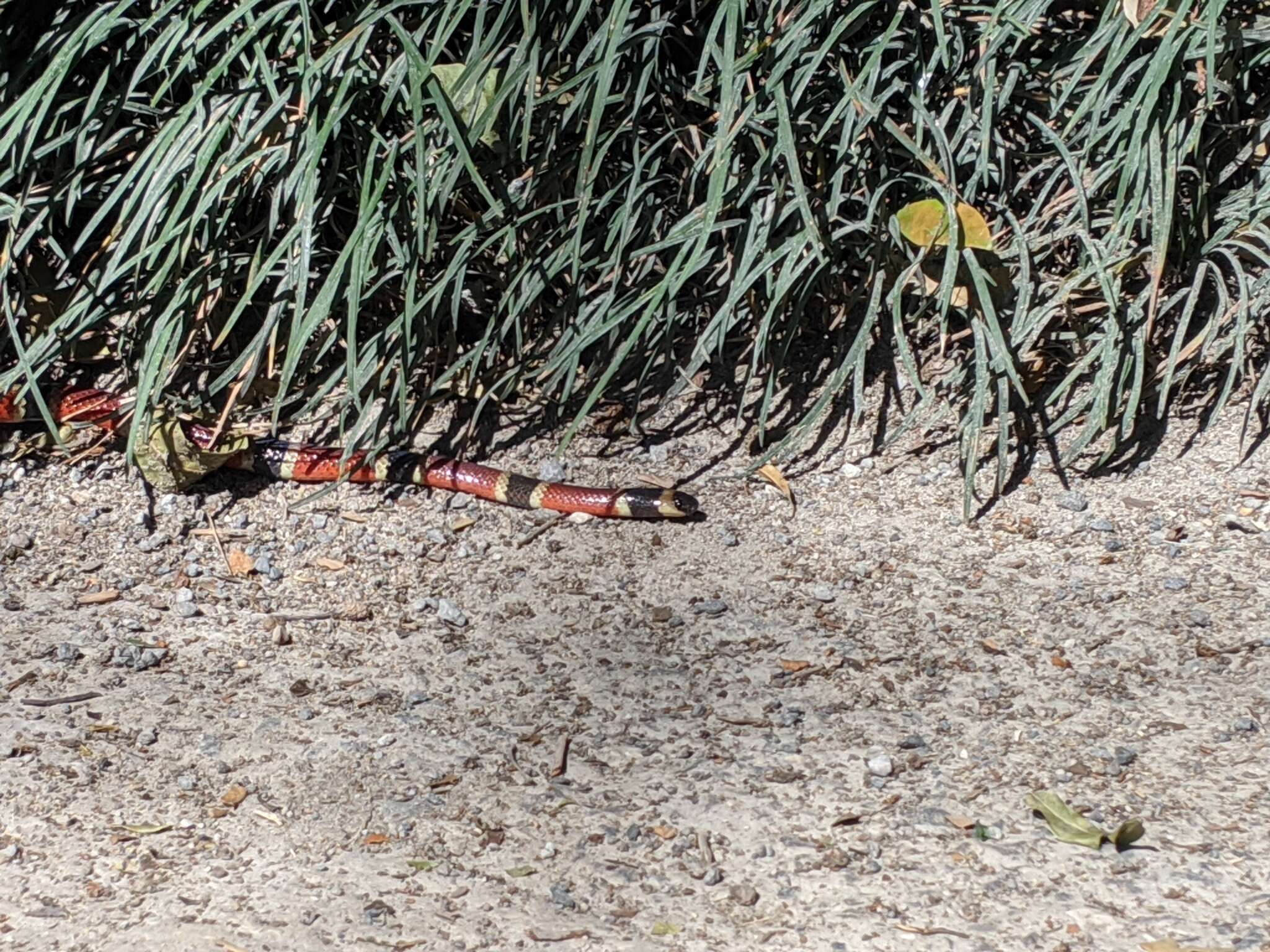 Image of Black-banded Coral Snake