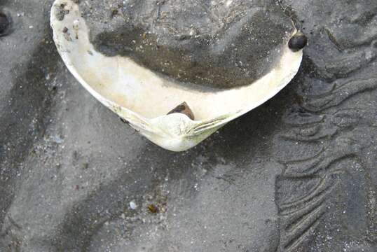 Image of Atlantic surf clam