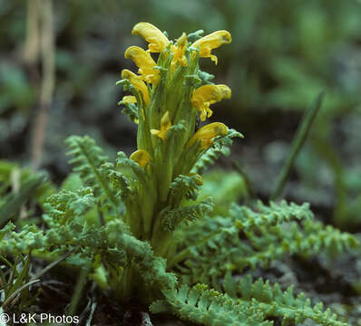 Imagem de Pedicularis flammea L.