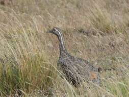 Image of Patagonian Tinamou