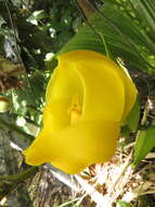Image of Anguloa clowesii Lindl.