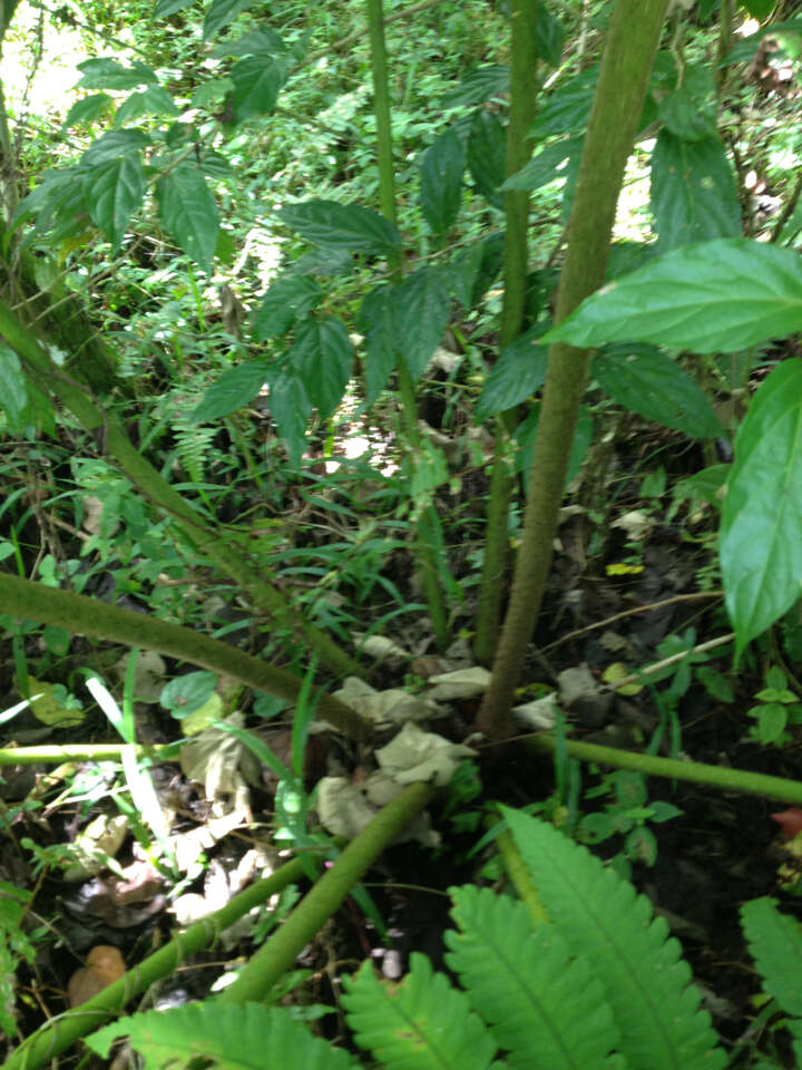 Image of angiopteris fern