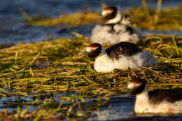 Image of Hooded Grebe