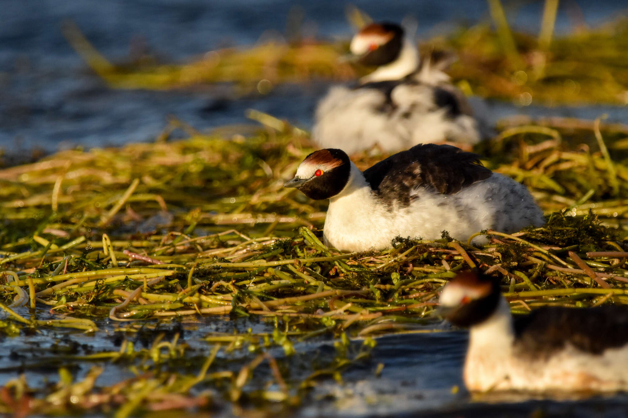 Image of Hooded Grebe