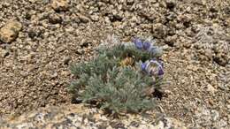 Image de Lupinus breweri var. bryoides C. P. Sm.