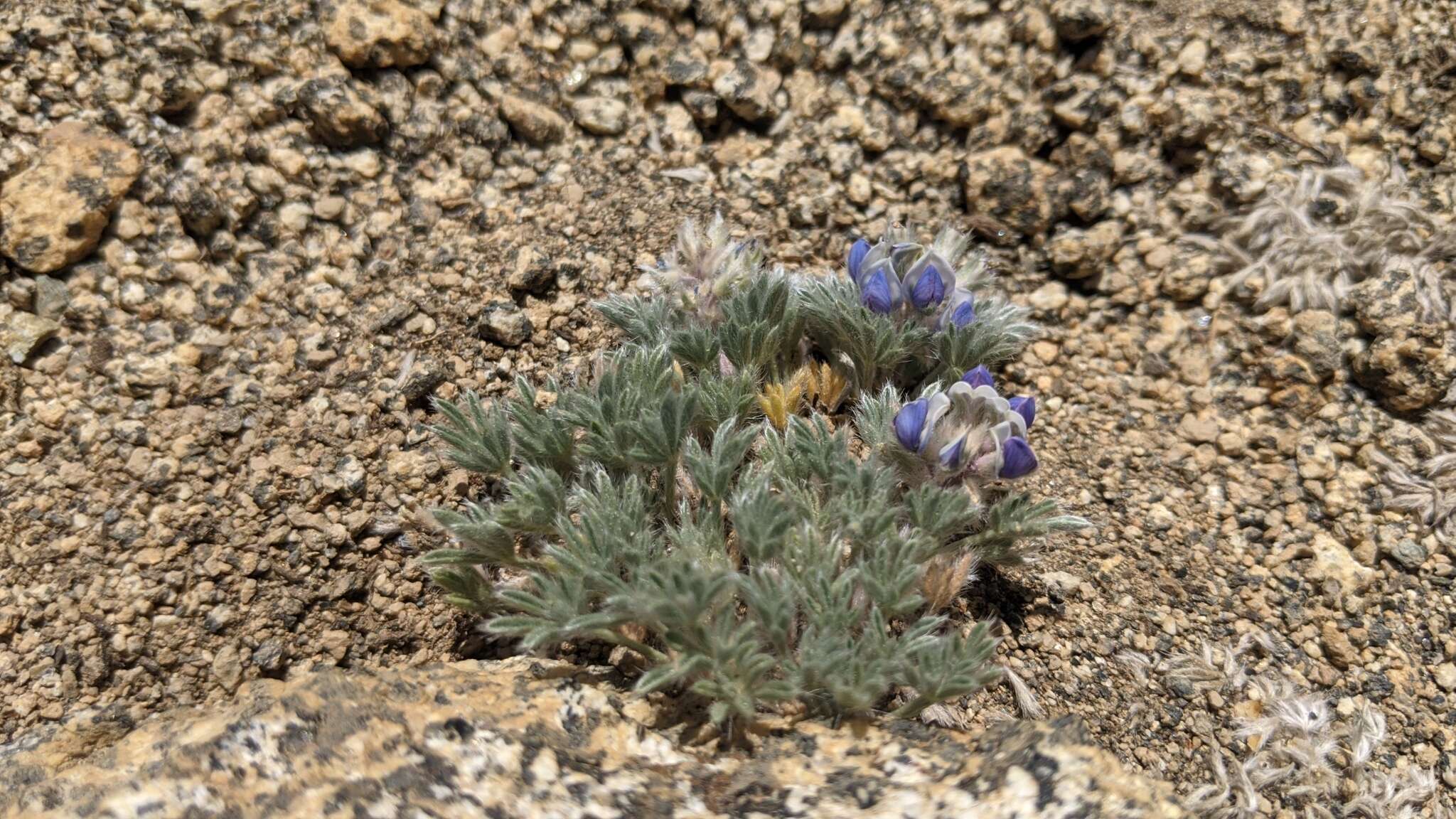 Image de Lupinus breweri var. bryoides C. P. Sm.