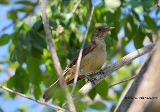 Image of Clay-colored Robin