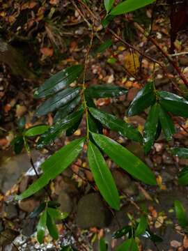 Plancia ëd Podocarpus elatus R. Br. ex Endl.