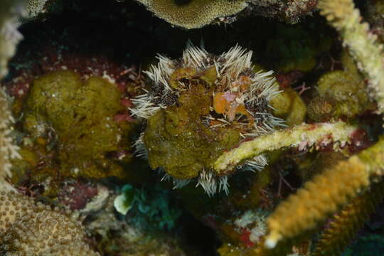 Image of West Indian sea egg