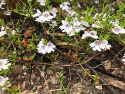 Image of Prostanthera saxicola R. Br.