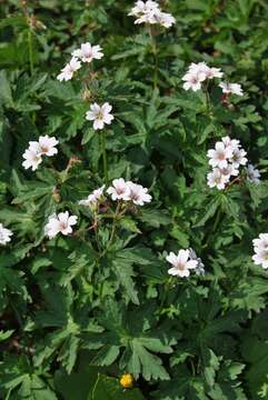 Image of Wood Crane's-bill