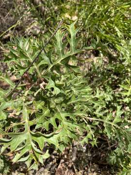 Image of Fuchsia grevillea