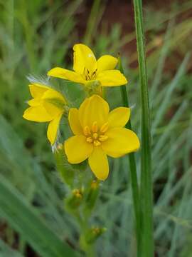 Image of Hypoxis rigidula var. rigidula