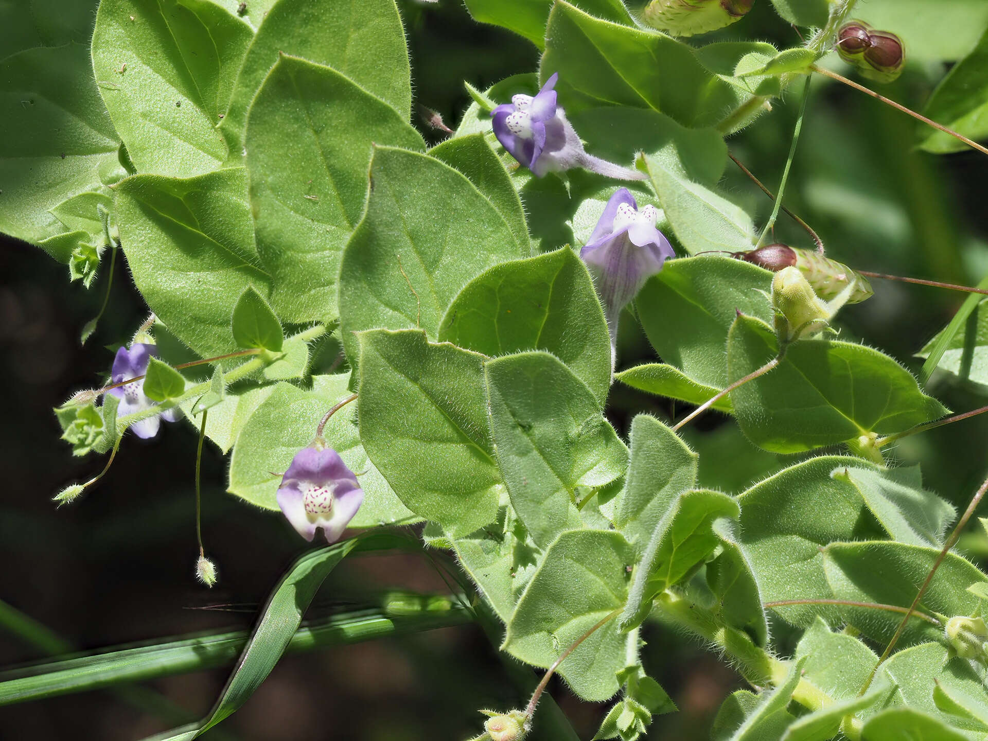 Image of Kickxia commutata subsp. graeca (Bory & Chaub.) R. Fernandes