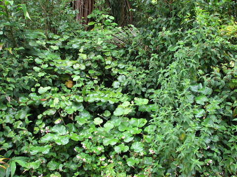 Image de Rubus sieboldii Bl.