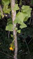 Image of Senecio quinquelobus (Thunb.) DC.