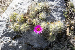 Image of Echinocereus parkeri subsp. parkeri