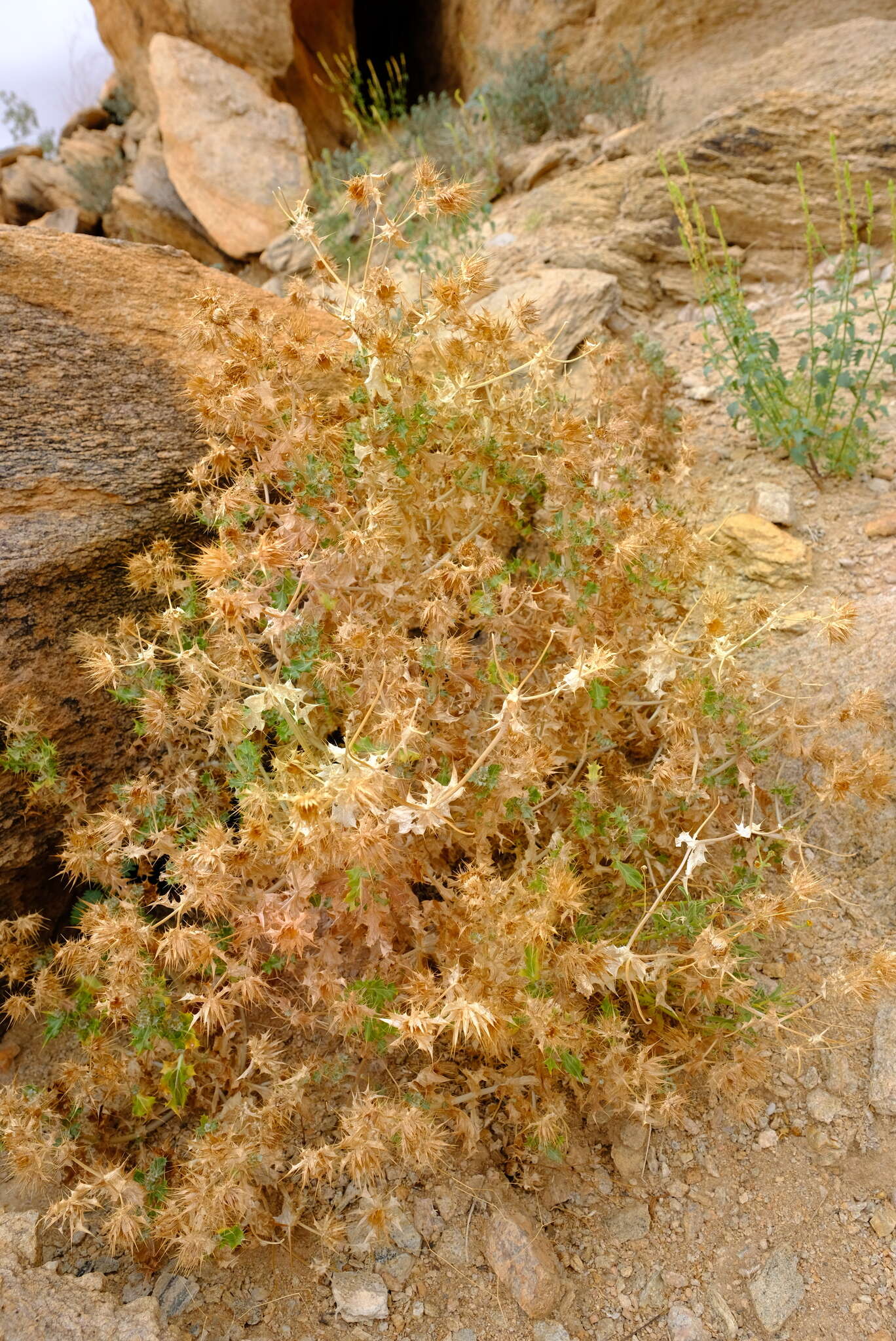 Image of Berkheya spinosissima subsp. spinosissima