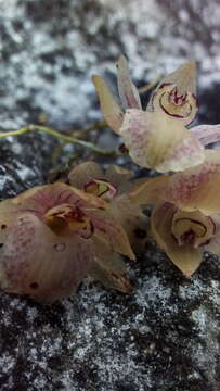 Image of Homalopetalum kienastii (Rchb. fil.) Withner