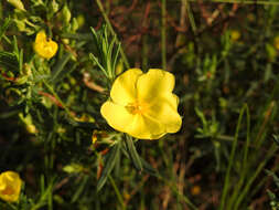 Image of Yellow Rock Rose