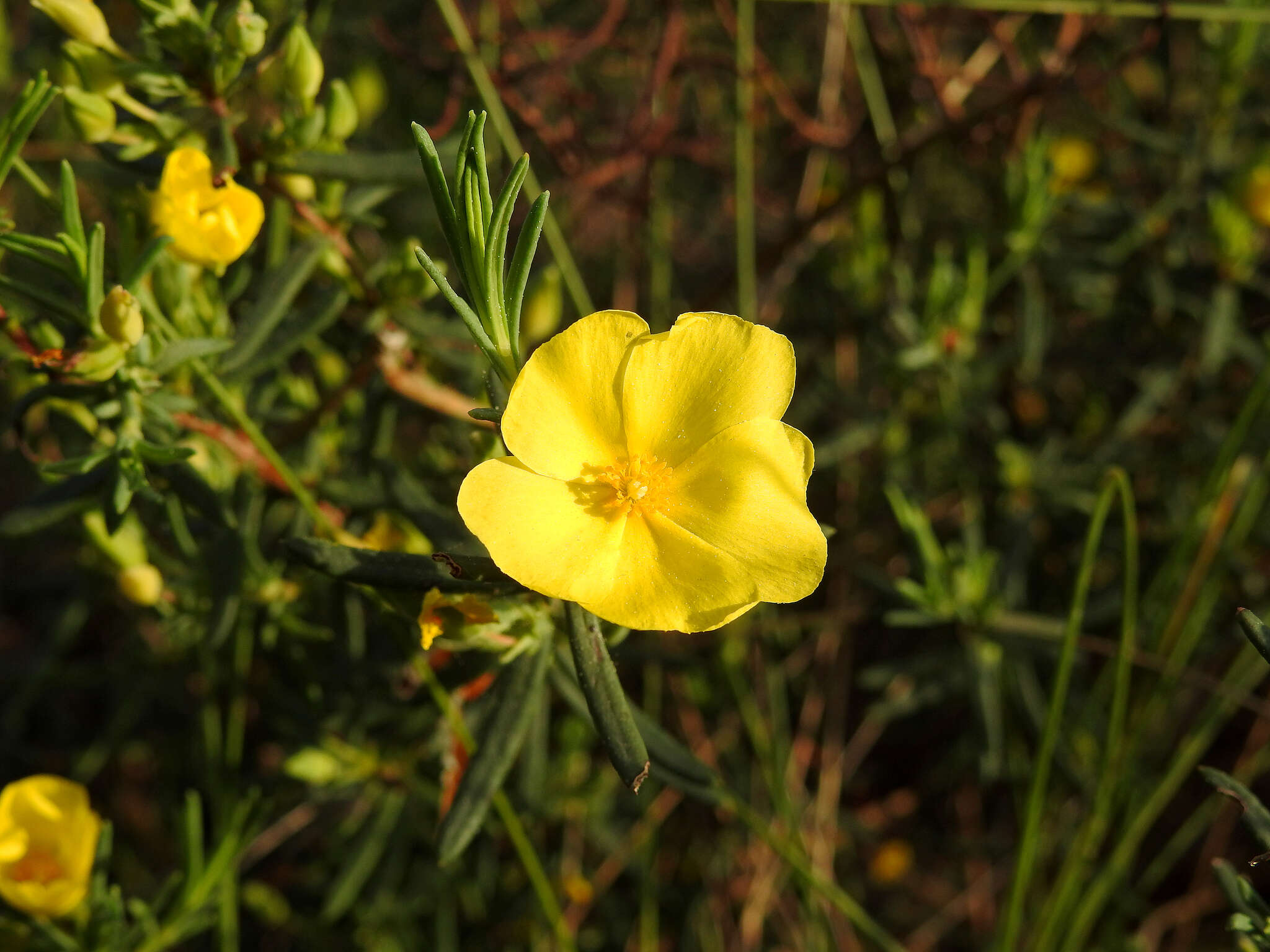 Image of Yellow Rock Rose