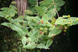 Image of Hypericum grandifolium Choisy