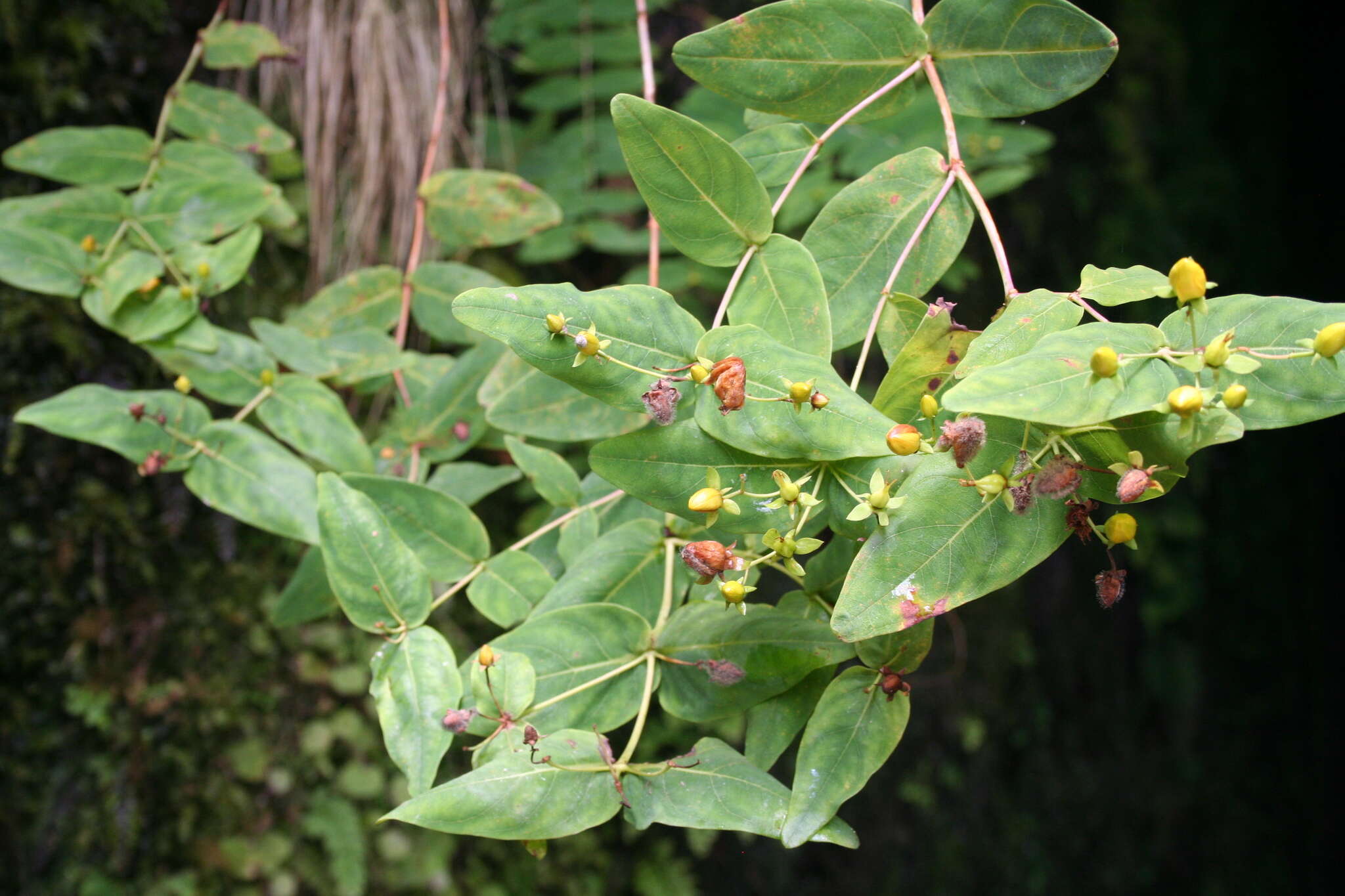 Image of Large-leaved Saint John's Wort