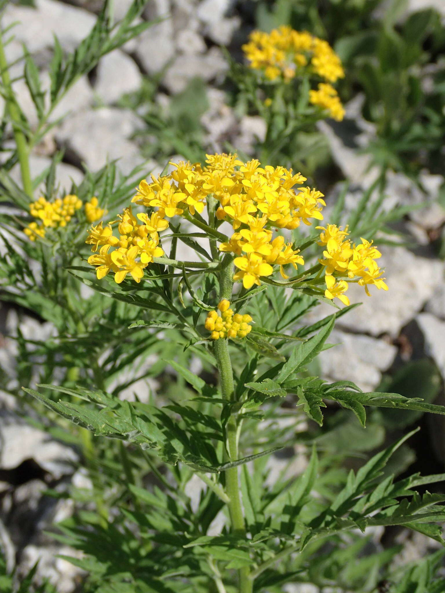 Image of Descurainia tanacetifolia (L.) Prantl