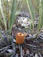 Image of Prostrate Banksia