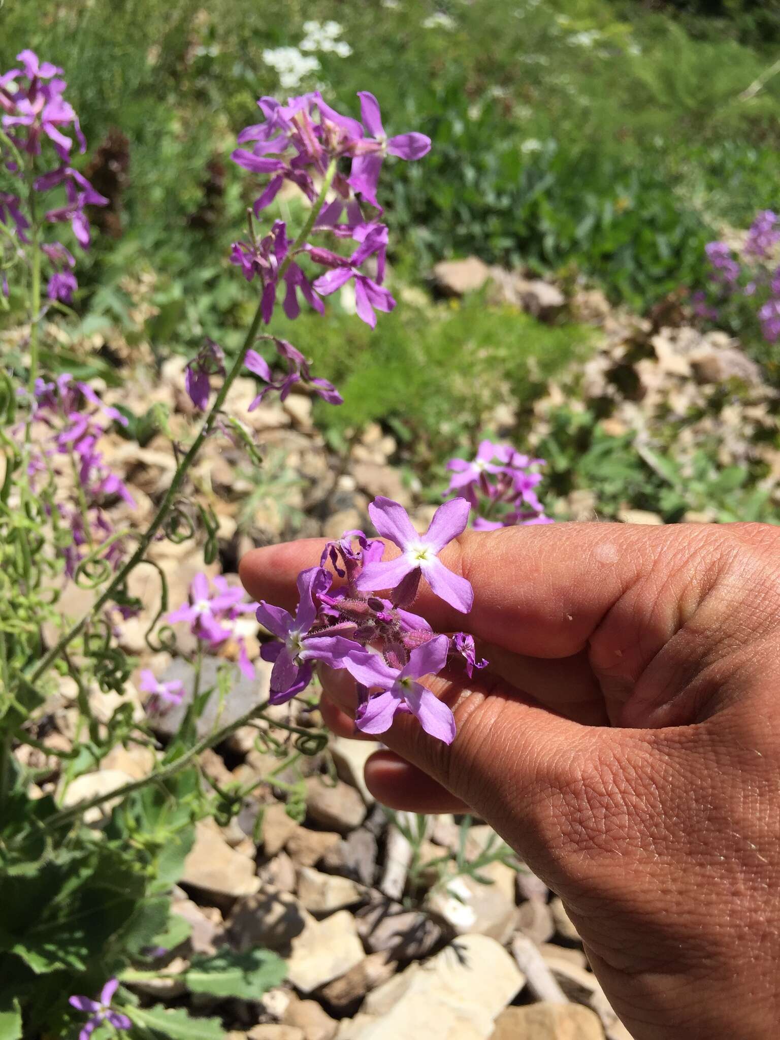 Image of Hesperis thyrsoidea Boiss.