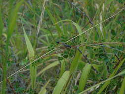 Imagem de Ammophila heydeni Dahlbom 1845