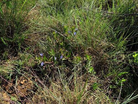 Слика од Rotheca hirsuta (Hochst.) R. Fern.