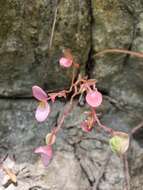 Image of Begonia goudotii A. DC.