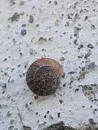 Image of Snail