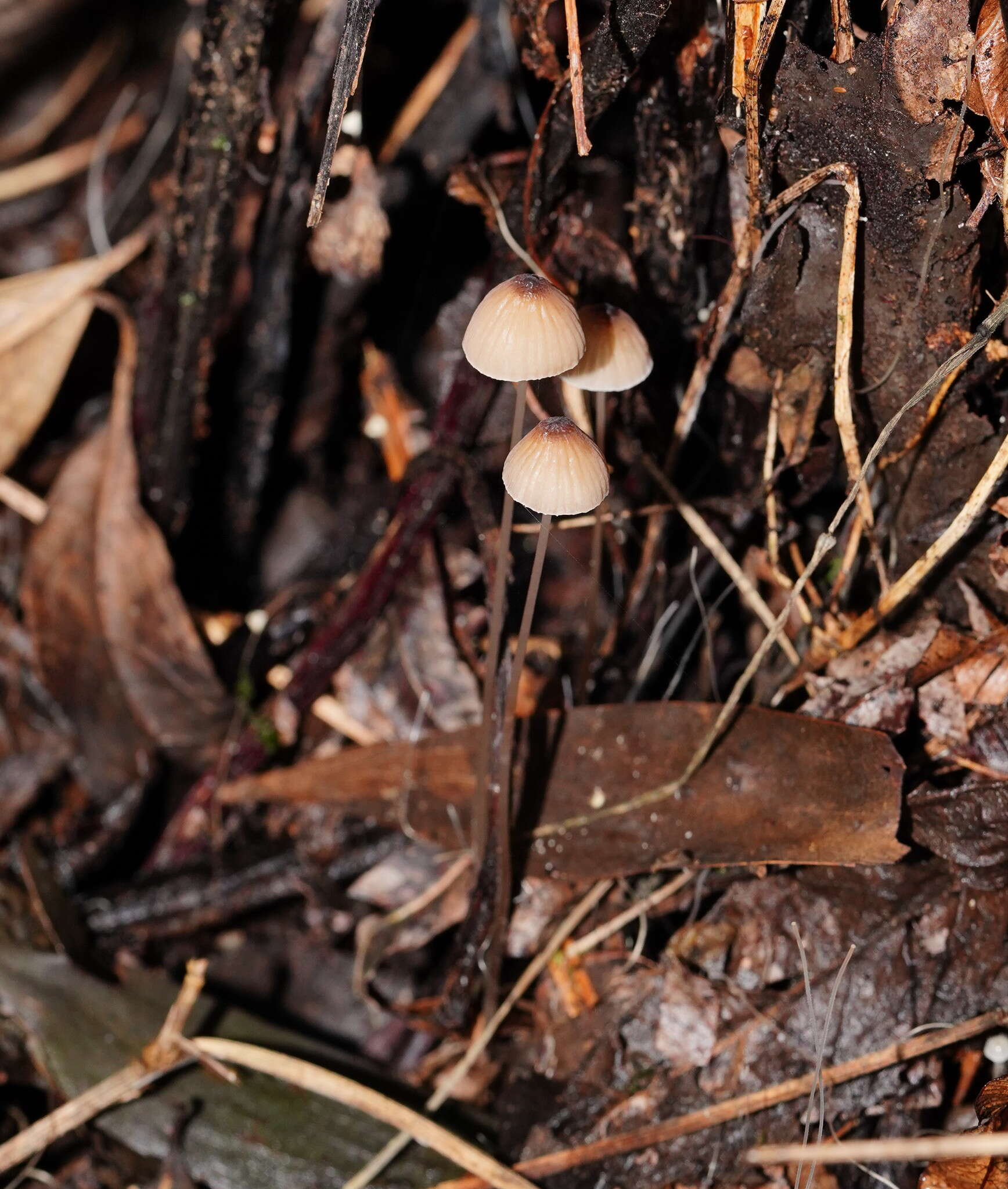 Image of Mycena cystidiosa (G. Stev.) E. Horak 1971