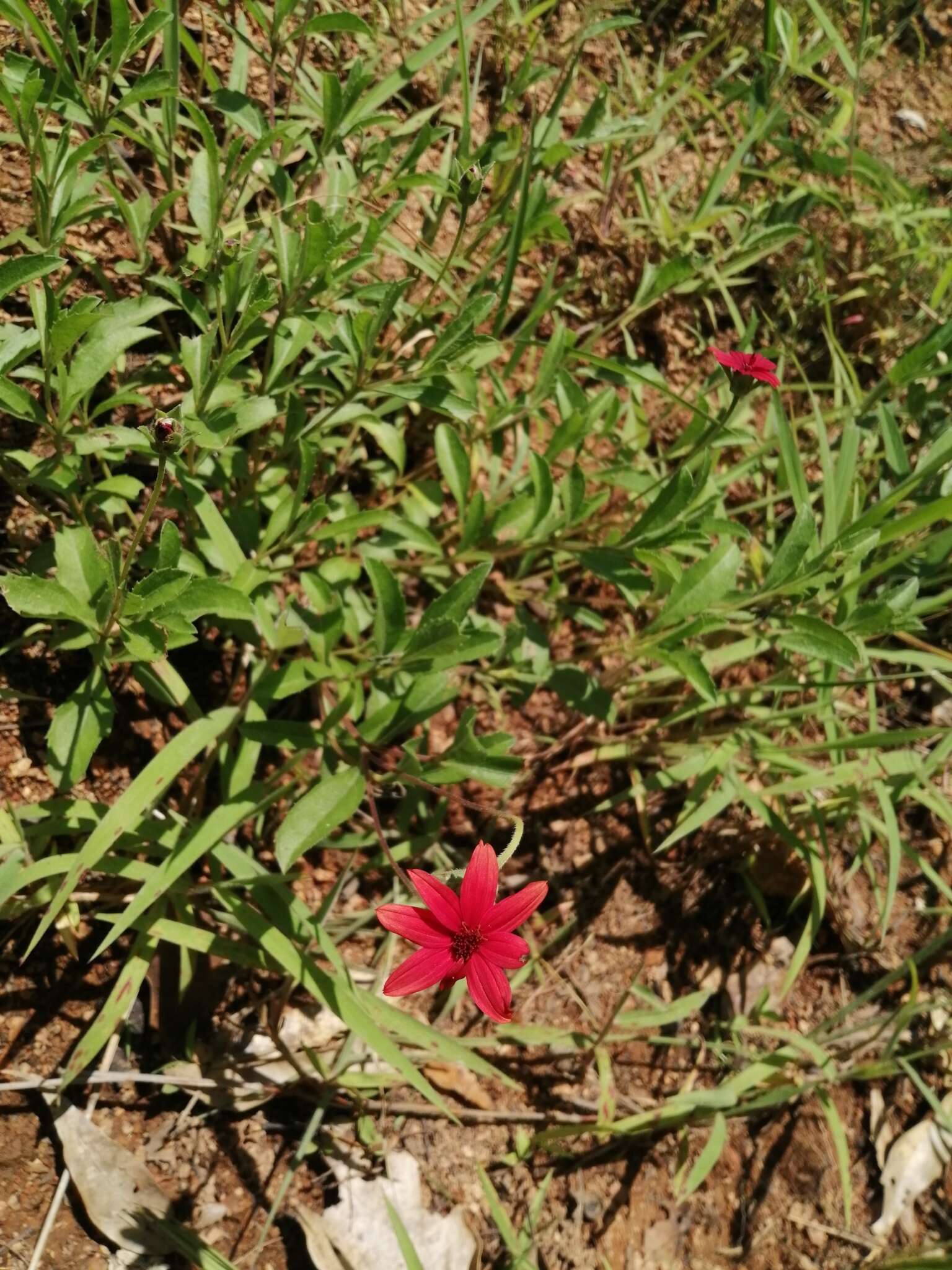 Image of Wedelia purpurea (Greenm.) B. L. Turner