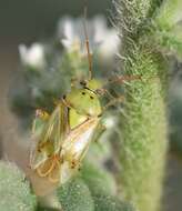 Lygus gemellatus (Herrich-Schaeffer 1835) resmi