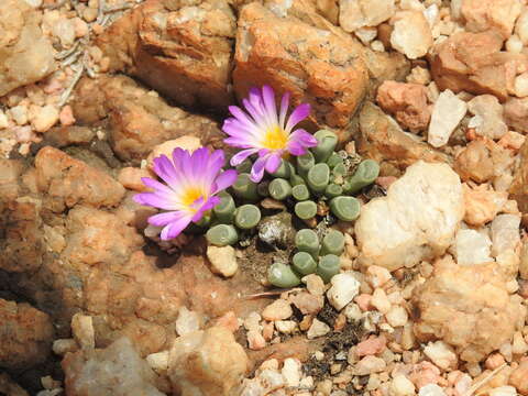 Image of Frithia pulchra N. E. Br.