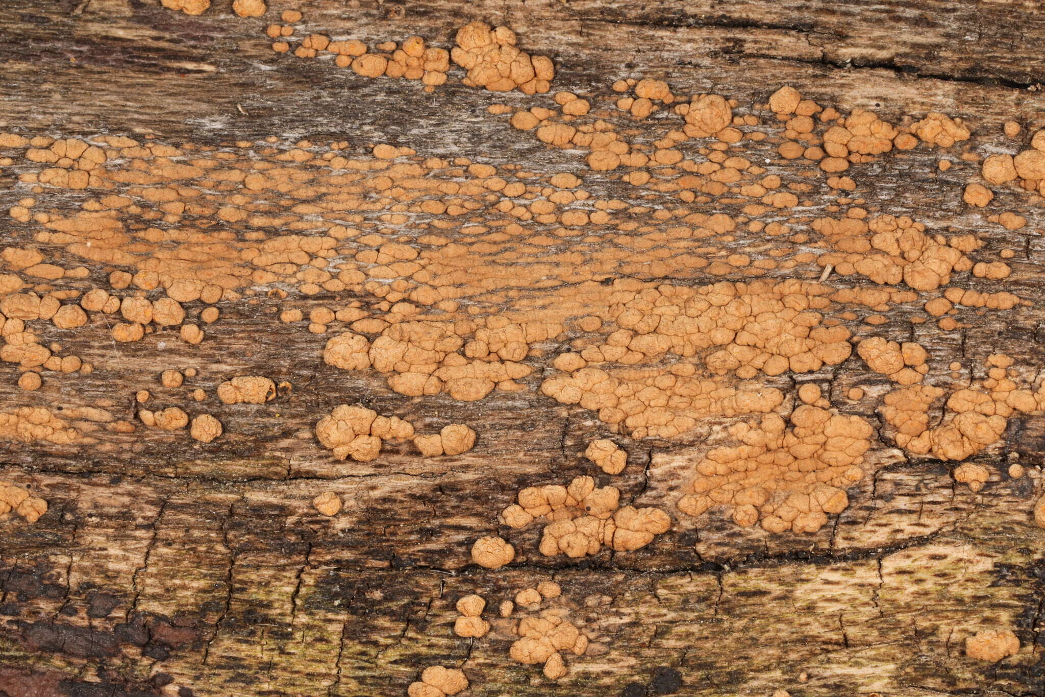 Image of Hypoxylon ochraceum Henn. 1897