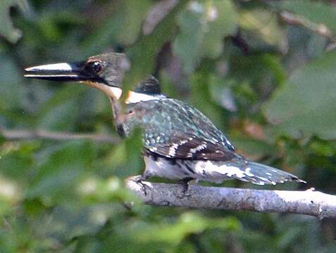 Image of Green Kingfisher