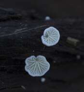 Crepidotus epibryus (Fr.) Quél. 1888 resmi