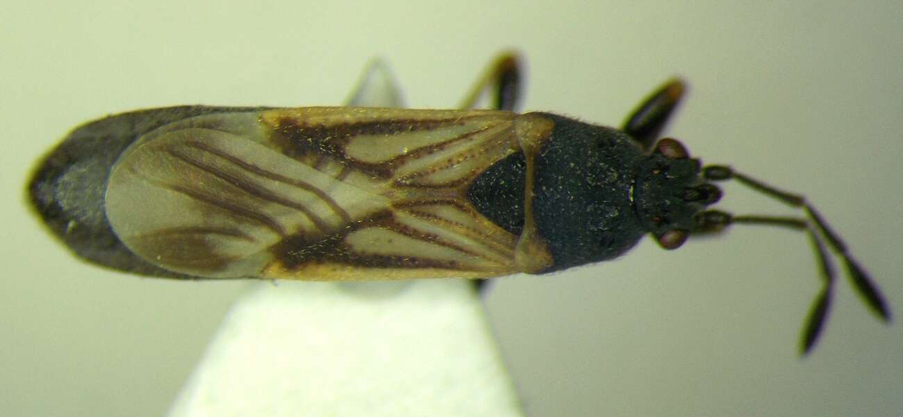 Image of European Chinchbug