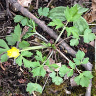 Ranunculus hispidus var. nitidus (Ell.) T. Duncan的圖片