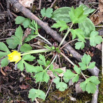 Ranunculus hispidus var. nitidus (Ell.) T. Duncan的圖片