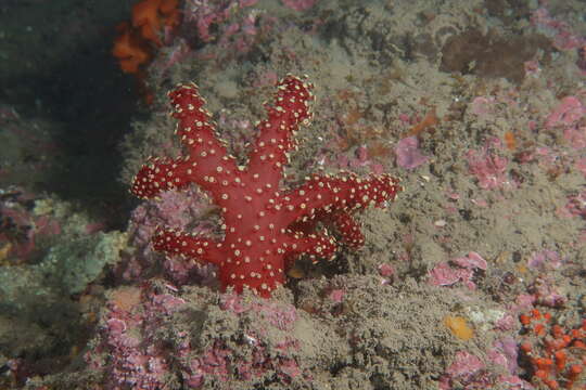 Imagem de Alcyonium acaule Marion 1878